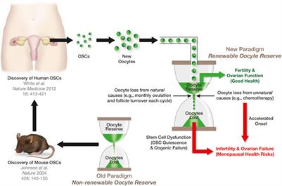 Non-neutral clonal selection and its potential role in mammalian germline stem cell dysfunction with advancing age